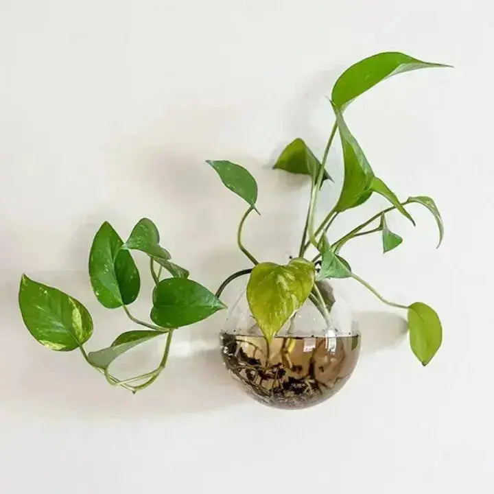 Minimalistische Glas Wandvase Für Stilvolle Raumdekoration product image 4